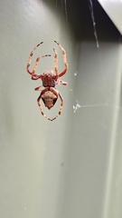 Socca pustulosa