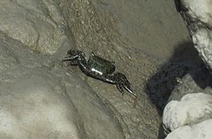 Metopograpsus