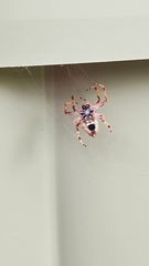 Socca pustulosa