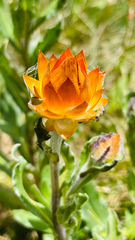 Xerochrysum subundulatum