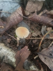 Oudemansiella limonispora