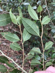 Cleistanthus cunninghamii