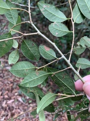 Cleistanthus cunninghamii