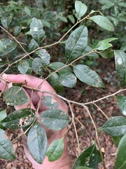 Cleistanthus cunninghamii