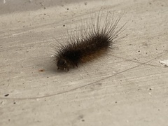 Creatonotos