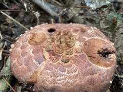 Amanita sculpta