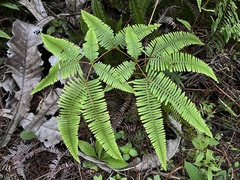 Dicranopteris