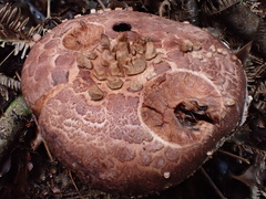 Amanita sculpta