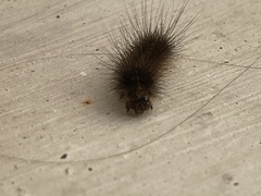 Creatonotos