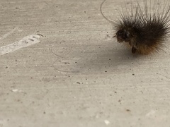 Creatonotos