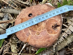 Amanita sculpta