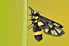 Amata sperbius