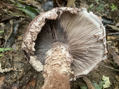 Amanita sculpta