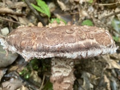 Amanita sculpta