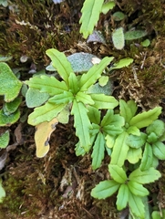 Lysionotus pauciflorus