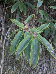 Rhododendron pseudochrysanthum