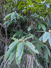 Rhododendron pseudochrysanthum