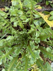 Crepis vesicaria