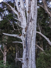 Tsuga chinensis