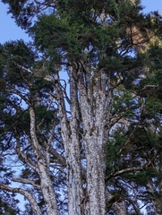 Tsuga chinensis