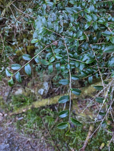 Eurya crenatifolia (Eurya crenatifolia)