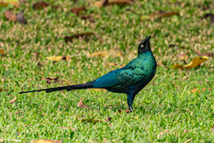 Lamprotornis caudatus