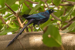 Lamprotornis caudatus