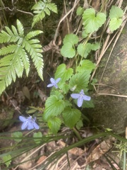 Lobelia trigonocaulis