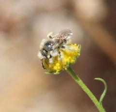 Diadasia chilensis