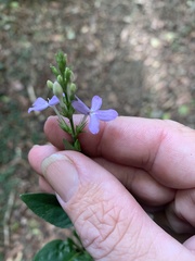 Pseuderanthemum variabile