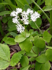Thalictrum filamentosum