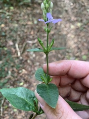 Pseuderanthemum variabile