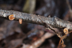 Rutstroemia alni
