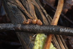Rutstroemia alni