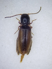 Dalopius marginatus