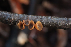 Rutstroemia alni