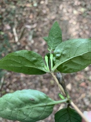 Pseuderanthemum variabile