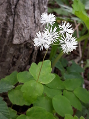 Thalictrum filamentosum