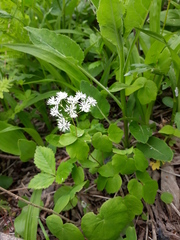 Thalictrum filamentosum