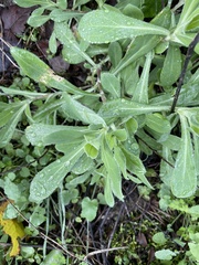 Calendula officinalis