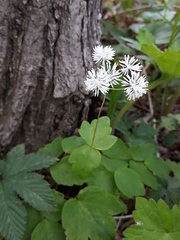 Thalictrum filamentosum