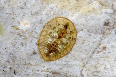 Psephenidae
