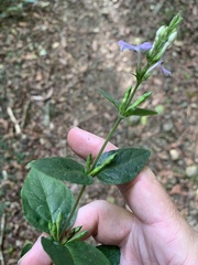 Pseuderanthemum variabile