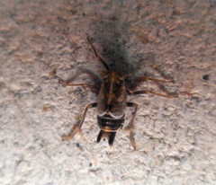 Dicranotropis hamata