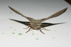 Antictenia punctunculus