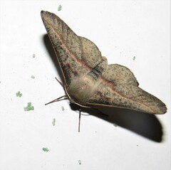 Antictenia punctunculus