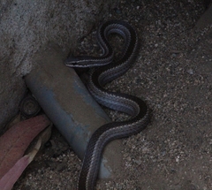 Philodryas chamissonis