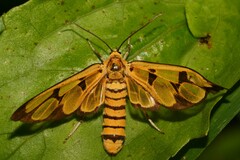 Amata polymita