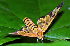Amata polymita