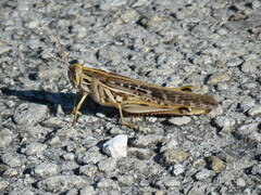 Schistocerca serialis cubense